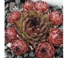 Sempervivum HABERER BOY