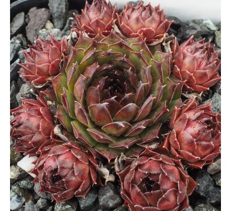 Sempervivum HABERER BOY