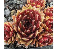 Sempervivum HAVENDIJKER LOHE