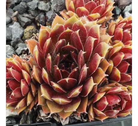 Sempervivum HAVENDIJKER LOHE