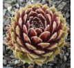 Sempervivum HAULLAUER`S SEEDLING