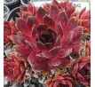 Sempervivum BURNING HEART