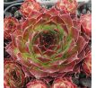 Sempervivum KATMAI