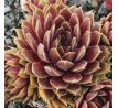 Sempervivum CHANDRA