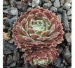 Sempervivum HEIDI