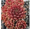 Sempervivum JELLY BEAN