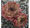 Sempervivum ANDINN PYRO