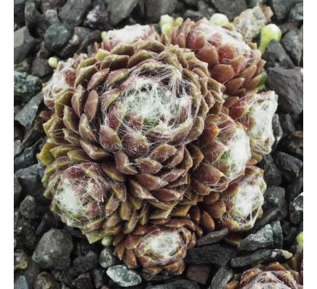 Sempervivum CHRISTEL