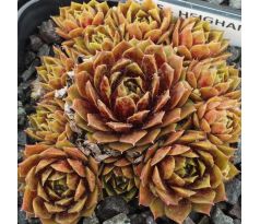 Sempervivum HEIGHAM RED