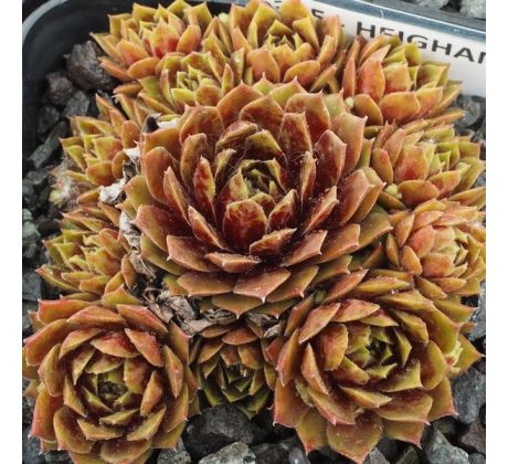 Sempervivum HEIGHAM RED