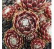 Sempervivum SILKEN THREADS