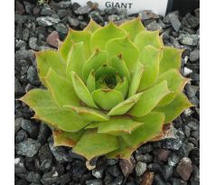 Sempervivum JOLLY GREEN GIANT