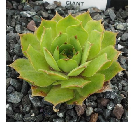 Sempervivum JOLLY GREEN GIANT