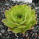 Sempervivum JOLLY GREEN GIANT