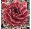 Sempervivum HEIFRA