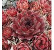 Sempervivum HAVENDIJKS PRIDE