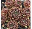 Sempervivum HAVENDIJKS FIRST WEB