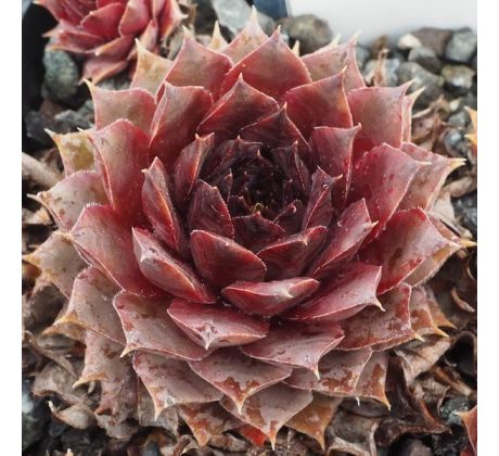 Sempervivum IROKESE