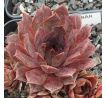 Sempervivum BRAUNBÄR