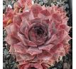 Sempervivum BLUE BIRD