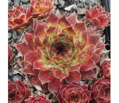 Sempervivum BOROMIR