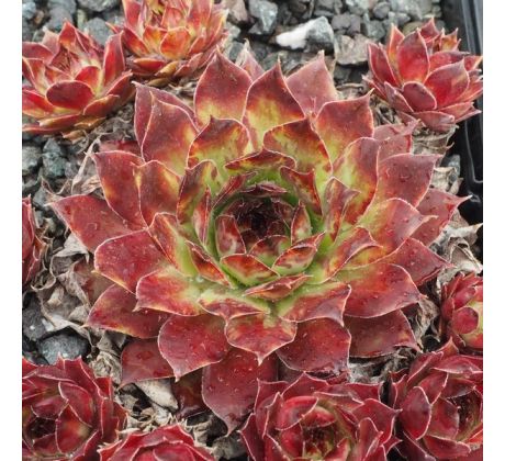 Sempervivum BOROMIR