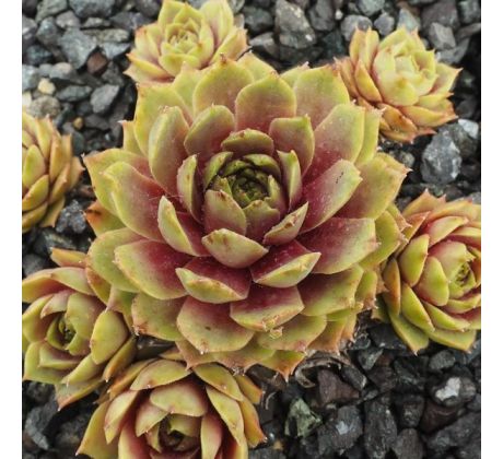 Sempervivum BUDDHA`S EYE