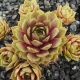 Sempervivum BUDDHA`S EYE