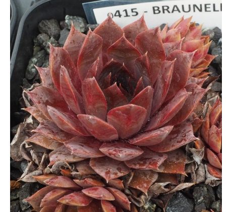 Sempervivum BRAUNELLA