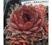 Sempervivum BRAUNELLA