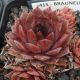 Sempervivum BRAUNELLA