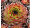 Sempervivum COMPTE DE CONGAE