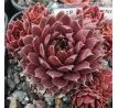 Sempervivum CENTENNIAL