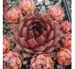 Sempervivum BROWNIE