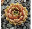 Sempervivum BROWN PASTEL