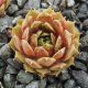 Sempervivum BROWN PASTEL