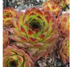 Sempervivum CLIMAX