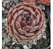 Sempervivum CLEVELAND MORGAN