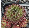 Sempervivum CONO