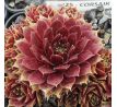 Sempervivum CORSAIR