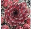 Sempervivum CONGO