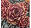 Sempervivum ELENE