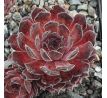 Sempervivum FAMKE