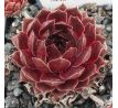 Sempervivum EMINENT