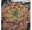 Sempervivum EXCELENCE