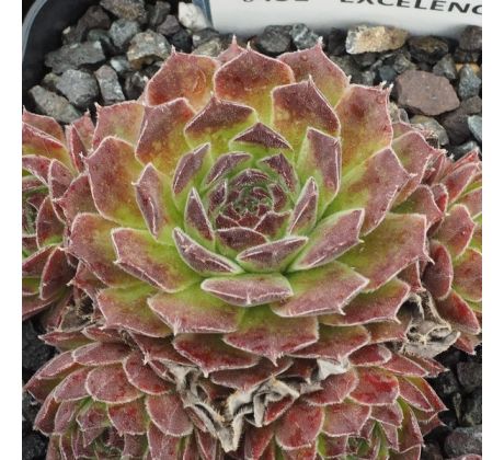 Sempervivum EXCELENCE