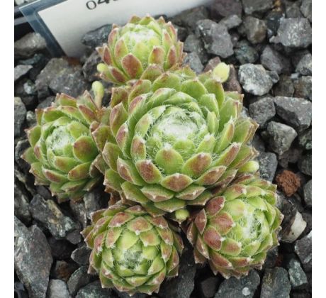 Sempervivum EPENDA