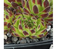 Sempervivum EMMCHEN typ 1