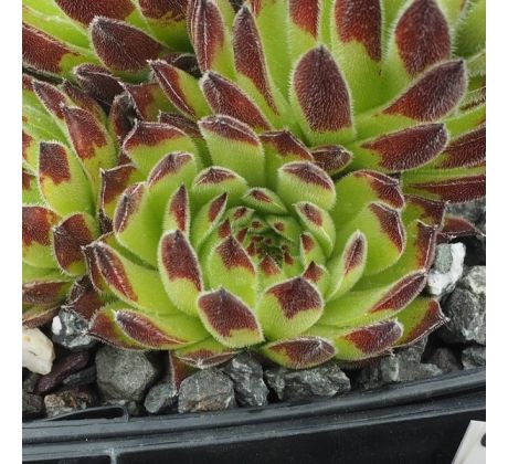 Sempervivum EMMCHEN typ 1