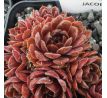 Sempervivum DIRECTOR JACOBS